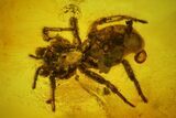 Fossil Beetle (Coleoptera) & Spider (Araneae) In Baltic Amber #163512-1